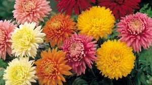 Preview wallpaper chrysanthemums, flowers, garden, bright, different