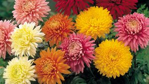 Preview wallpaper chrysanthemums, flowers, garden, bright, different