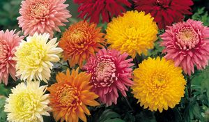 Preview wallpaper chrysanthemums, flowers, garden, bright, different