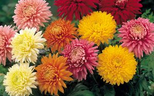 Preview wallpaper chrysanthemums, flowers, garden, bright, different