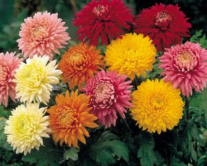 Preview wallpaper chrysanthemums, flowers, garden, bright, different