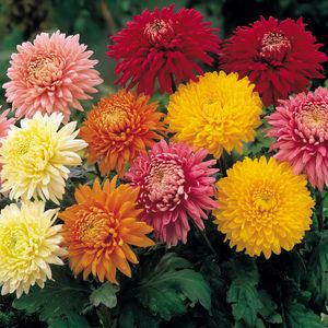 Preview wallpaper chrysanthemums, flowers, garden, bright, different