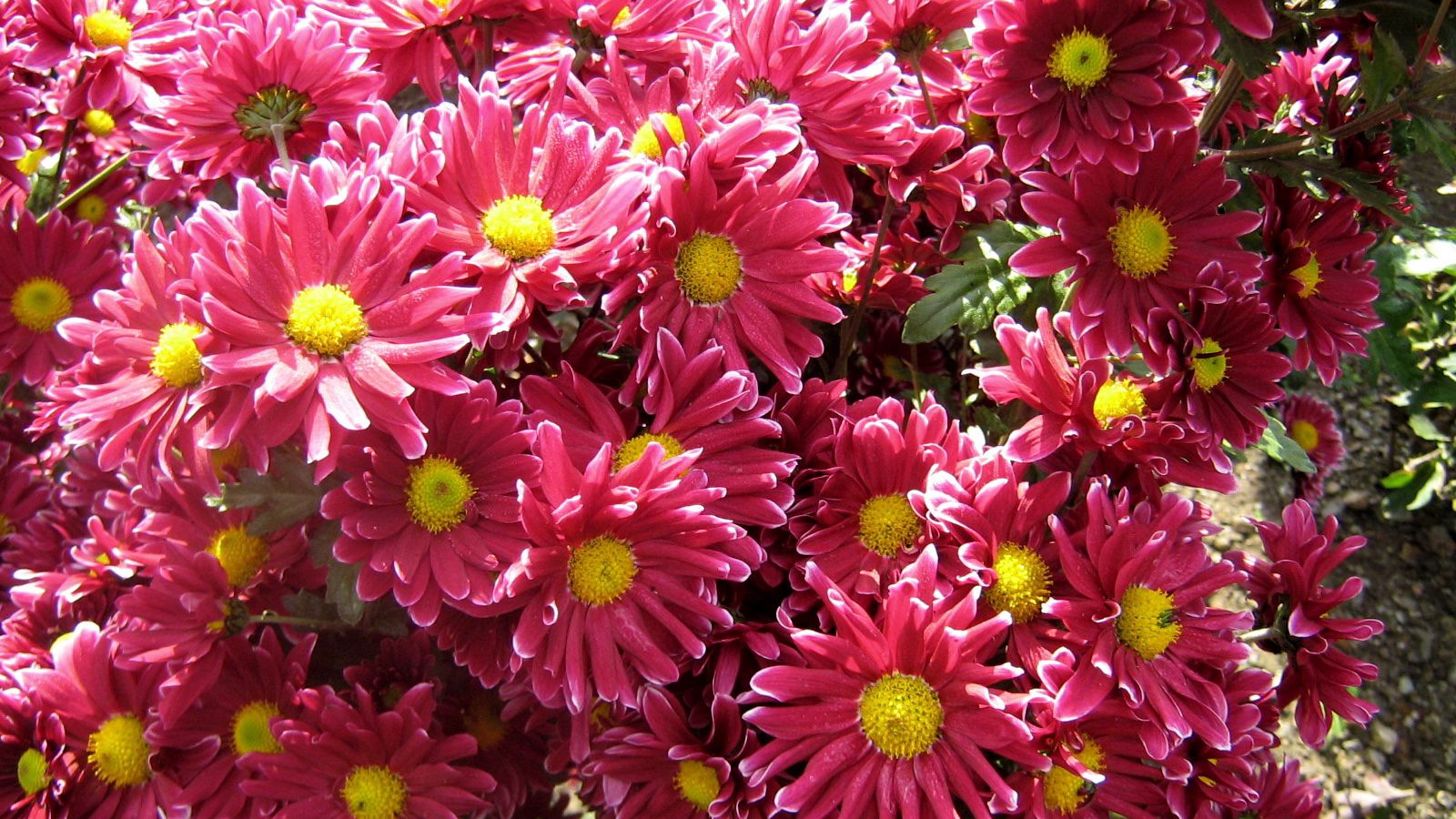 Download wallpaper 1600x900 chrysanthemums, flowers, garden, beauty ...