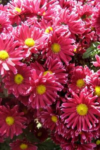 Preview wallpaper chrysanthemums, flowers, garden, beauty