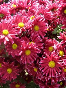 Preview wallpaper chrysanthemums, flowers, garden, beauty