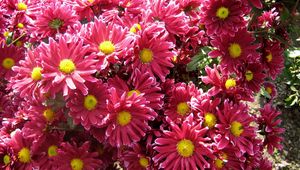 Preview wallpaper chrysanthemums, flowers, garden, beauty