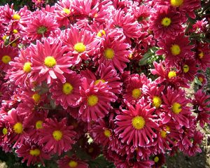 Preview wallpaper chrysanthemums, flowers, garden, beauty