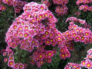 Preview wallpaper chrysanthemums, flowers, garden, green