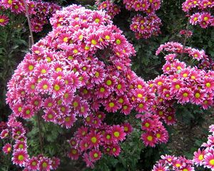 Preview wallpaper chrysanthemums, flowers, garden, green