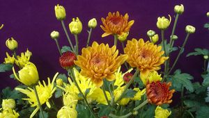 Preview wallpaper chrysanthemums, flowers, herbs, flowerbed, buds