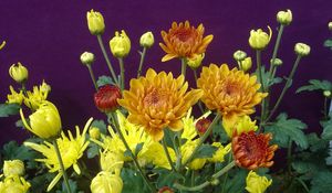 Preview wallpaper chrysanthemums, flowers, herbs, flowerbed, buds