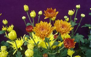 Preview wallpaper chrysanthemums, flowers, herbs, flowerbed, buds