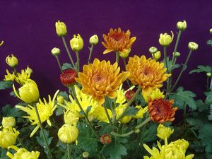 Preview wallpaper chrysanthemums, flowers, herbs, flowerbed, buds