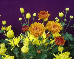 Preview wallpaper chrysanthemums, flowers, herbs, flowerbed, buds