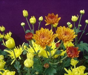 Preview wallpaper chrysanthemums, flowers, herbs, flowerbed, buds