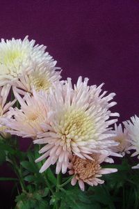 Preview wallpaper chrysanthemums, flowers, herbs, flowerbed