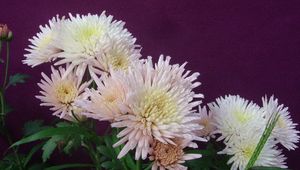 Preview wallpaper chrysanthemums, flowers, herbs, flowerbed