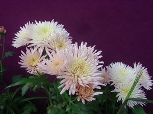 Preview wallpaper chrysanthemums, flowers, herbs, flowerbed