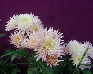 Preview wallpaper chrysanthemums, flowers, herbs, flowerbed