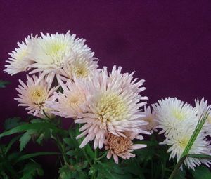 Preview wallpaper chrysanthemums, flowers, herbs, flowerbed