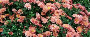 Preview wallpaper chrysanthemums, flowers, lots, greens, garden