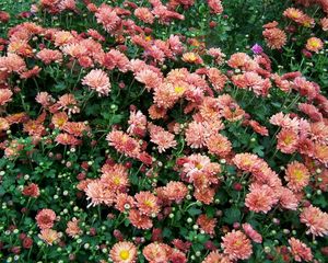 Preview wallpaper chrysanthemums, flowers, lots, greens, garden