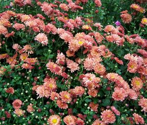 Preview wallpaper chrysanthemums, flowers, lots, greens, garden