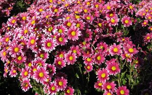 Preview wallpaper chrysanthemums, flowers, lots, garden, sunny