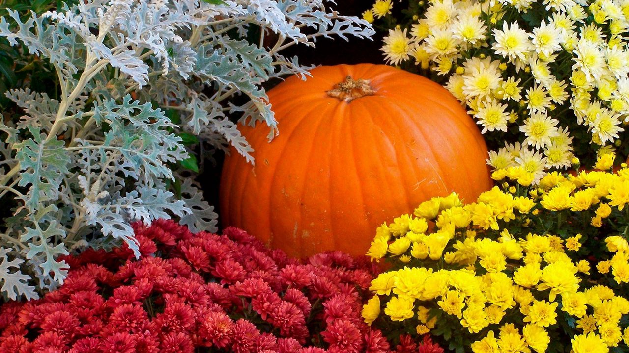 Wallpaper chrysanthemums, flowers, lots, pumpkin, garden