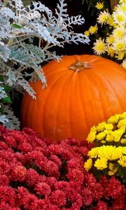 Preview wallpaper chrysanthemums, flowers, lots, pumpkin, garden