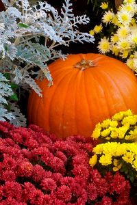 Preview wallpaper chrysanthemums, flowers, lots, pumpkin, garden