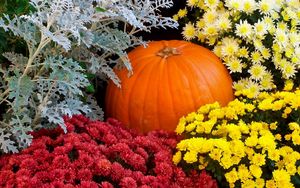 Preview wallpaper chrysanthemums, flowers, lots, pumpkin, garden