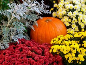 Preview wallpaper chrysanthemums, flowers, lots, pumpkin, garden