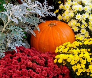 Preview wallpaper chrysanthemums, flowers, lots, pumpkin, garden