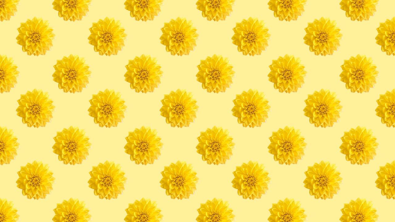 Wallpaper chrysanthemums, flowers, pattern, texture, yellow