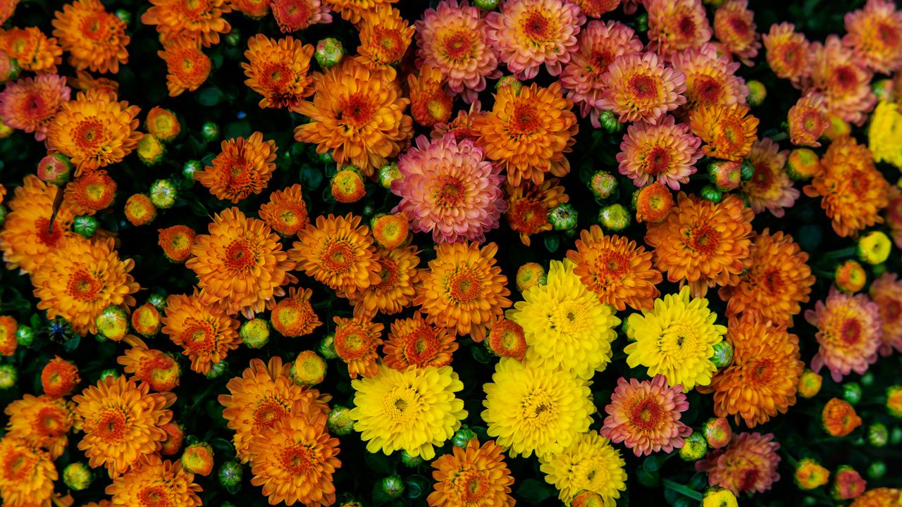 Wallpaper chrysanthemums, flowers, petals, colorful