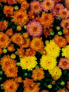 Preview wallpaper chrysanthemums, flowers, petals, colorful