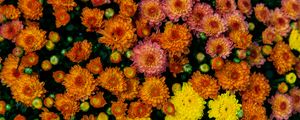 Preview wallpaper chrysanthemums, flowers, petals, colorful