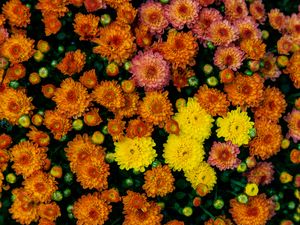 Preview wallpaper chrysanthemums, flowers, petals, colorful
