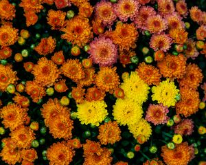 Preview wallpaper chrysanthemums, flowers, petals, colorful