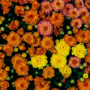 Preview wallpaper chrysanthemums, flowers, petals, colorful