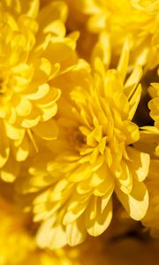 Preview wallpaper chrysanthemums, flowers, petals, yellow, bright, macro