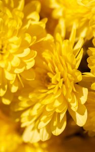 Preview wallpaper chrysanthemums, flowers, petals, yellow, bright, macro