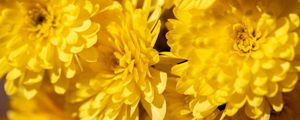 Preview wallpaper chrysanthemums, flowers, petals, yellow, bright, macro