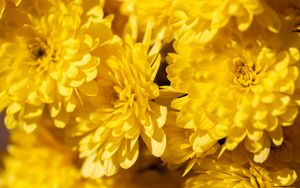 Preview wallpaper chrysanthemums, flowers, petals, yellow, bright, macro