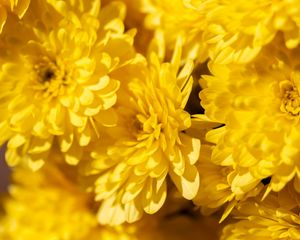 Preview wallpaper chrysanthemums, flowers, petals, yellow, bright, macro