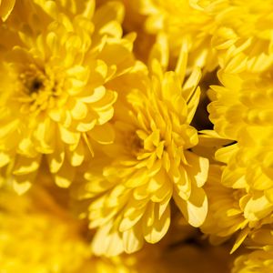 Preview wallpaper chrysanthemums, flowers, petals, yellow, bright, macro