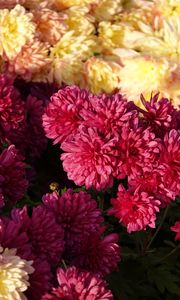 Preview wallpaper chrysanthemums, flowers, petals, pink, yellow