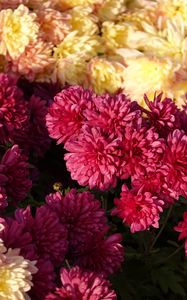 Preview wallpaper chrysanthemums, flowers, petals, pink, yellow