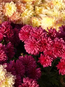 Preview wallpaper chrysanthemums, flowers, petals, pink, yellow